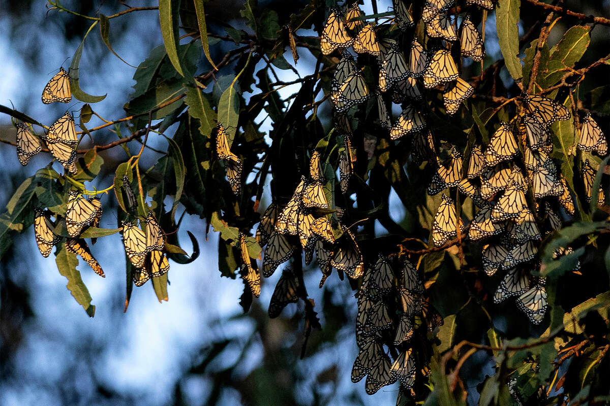 FILE PHOTO: Monarch butterflies cluster in eucalyptus trees at Pismo Beach Monarch Butterfly Grove on Feb. 6, 2022. 