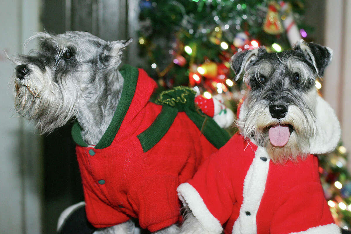 Most dog owners purchase Christmas gifts for their pets, but be sure to pick the right toys.