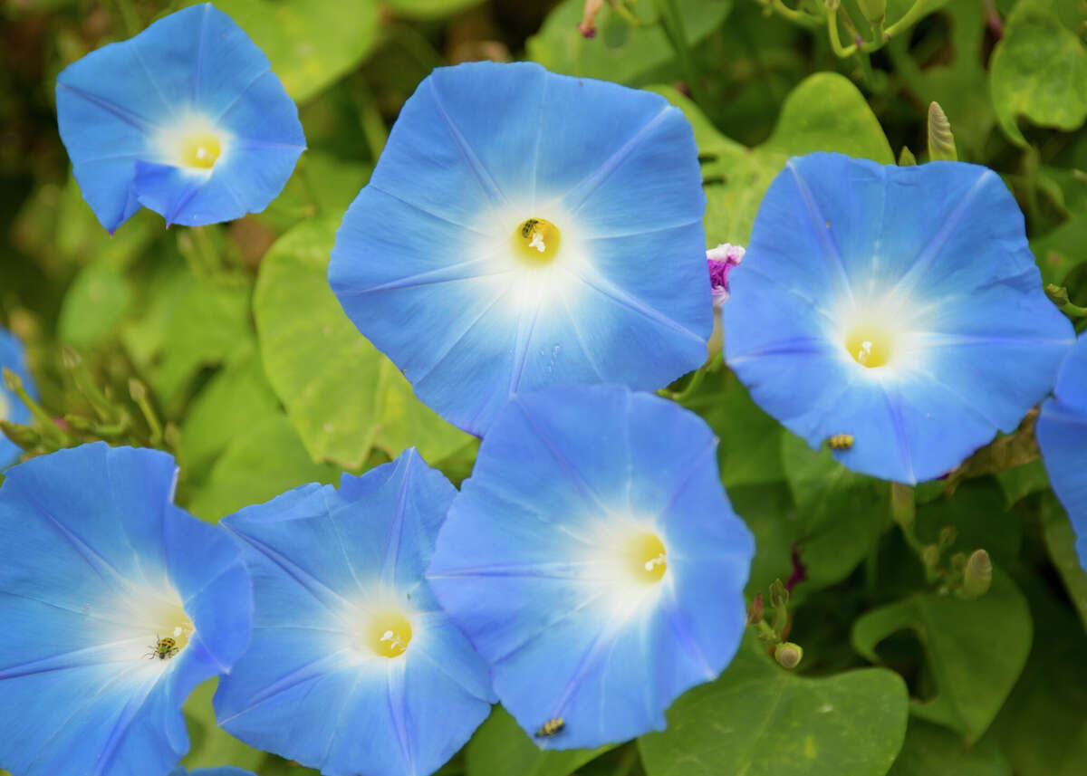Heavenly Blue morning glories are a good choice for the garden.