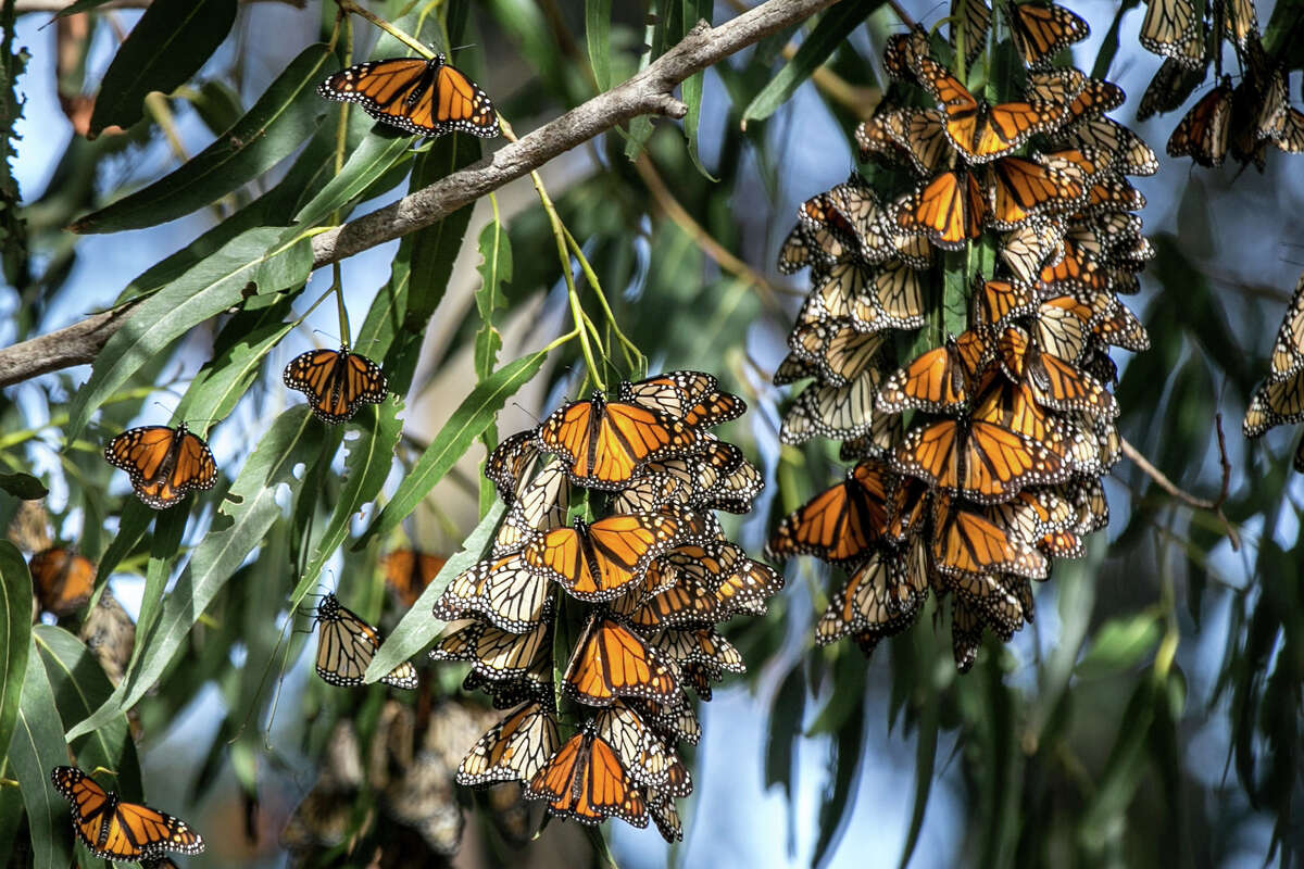 The Monarch Butterfly Has Been Added To The Endangered Species List  RELEVANT