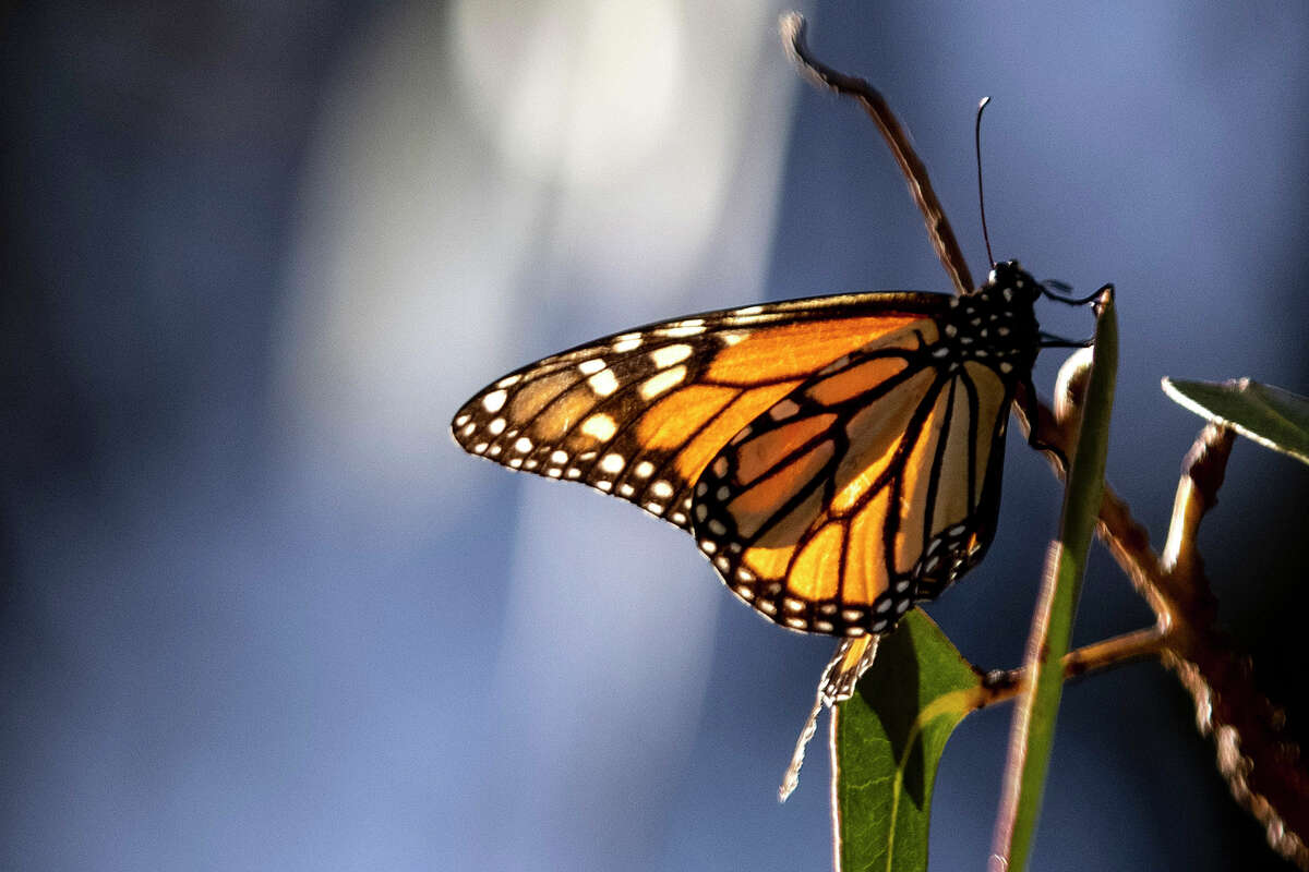 FILE PHOTO: A monarch butterfly sits in a eucalyptus tree at Pismo State Beach Monarch Butterfly Grove on February 05, 2022 in Pismo Beach, California. 