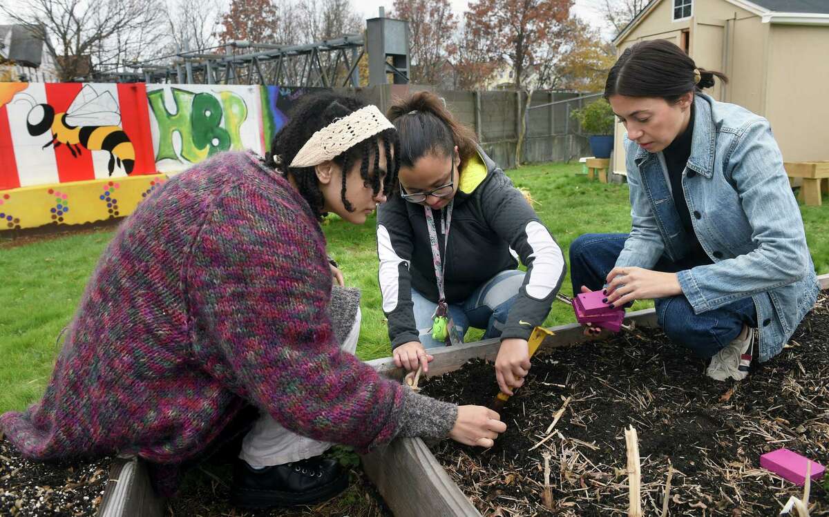 From left, Gianna Strode, 19, operations assistant, Alex Guzman, 18, junior bee instructor, and Huneebee Project founder and executive director Sarah Taylor plant garlic in a raised bed at the Huneebee Project's Rosette Street Garden in New Haven on December 6, 2022 for next year's batch of garlic honey.