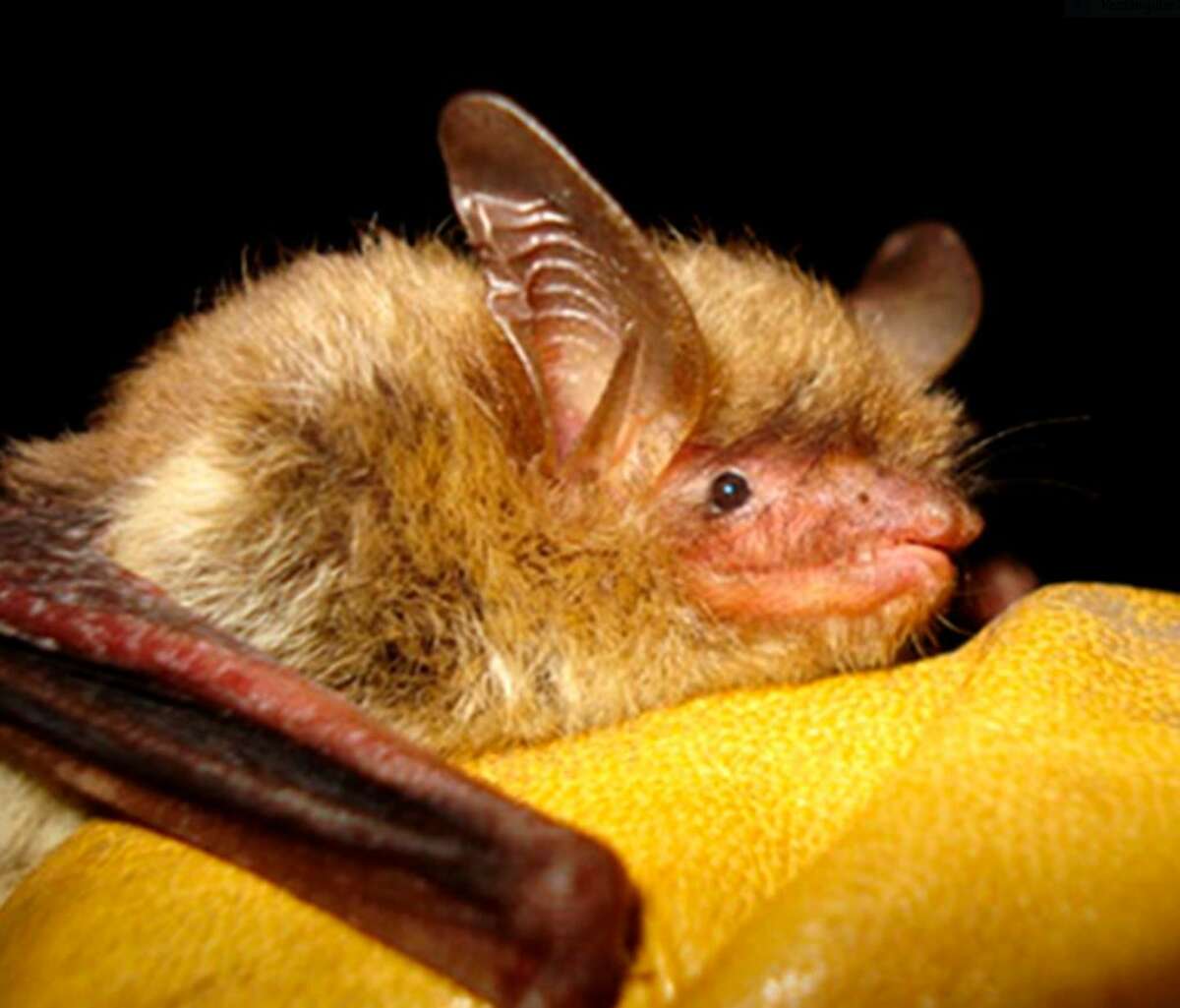 Northern long-eared bats are now on the endangered species list. The fungus that is plaguing them was first discovered near Albany.
