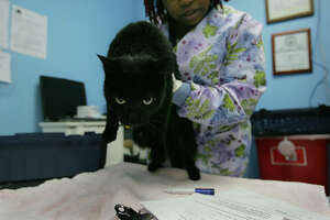 Rabid Michigan kitten prompts state vet to urge pet vaccination