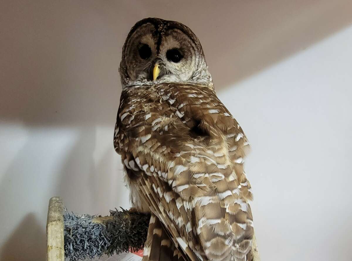 A barred owl is recovering from injuries at the North Sky Raptor Sanctuary in Interlochen after being rescued from US-31 by a Benzie County Sheriff's deputy. 