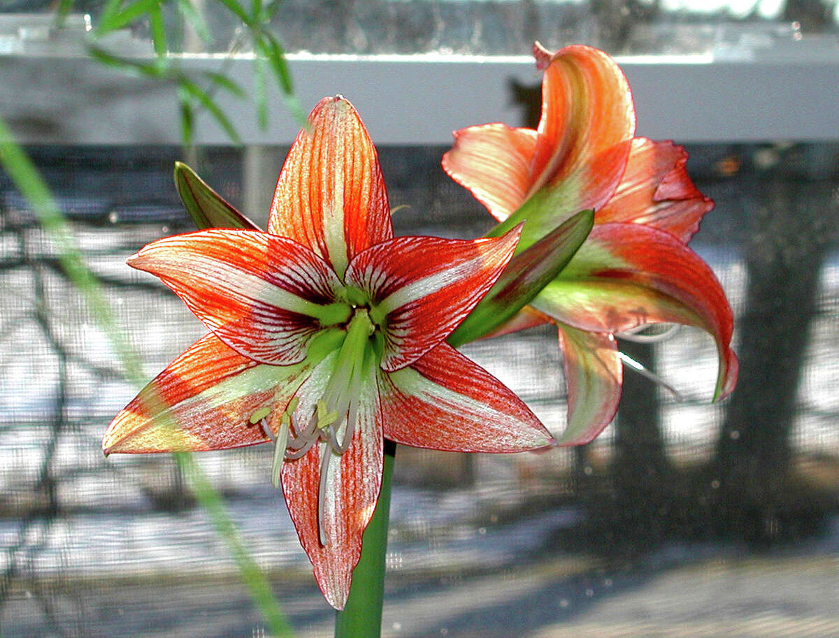 Make sure your amaryllis is planted so that a third of the bulb's top is above the soil line.