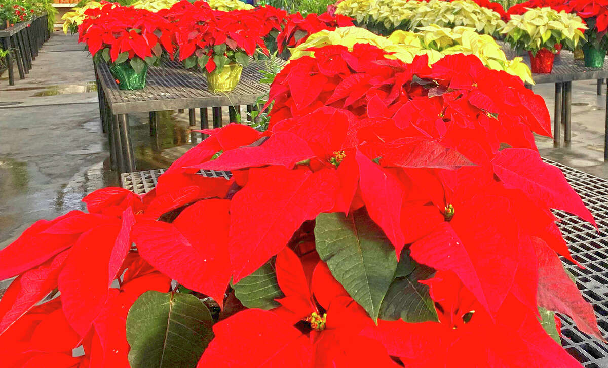 The trick to poinsettias is keeping them alive through the holiday season. That starts with keeping them warm, even on the trip home from the store.