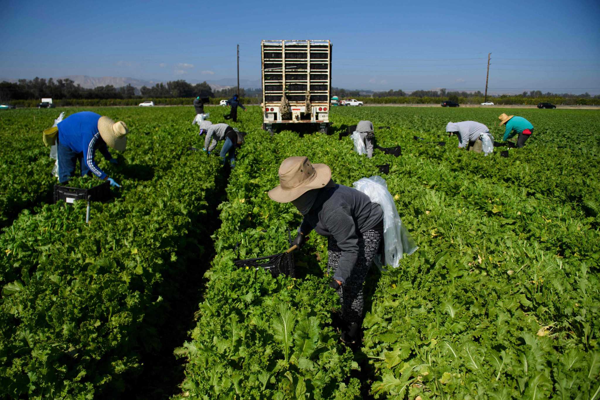 Editorial: Want to end border chaos? Bennet guestworker bill offers a way.