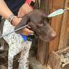 A San Antonio-area family is seeking justice after their dog was found with a crossbow arrow in his face.