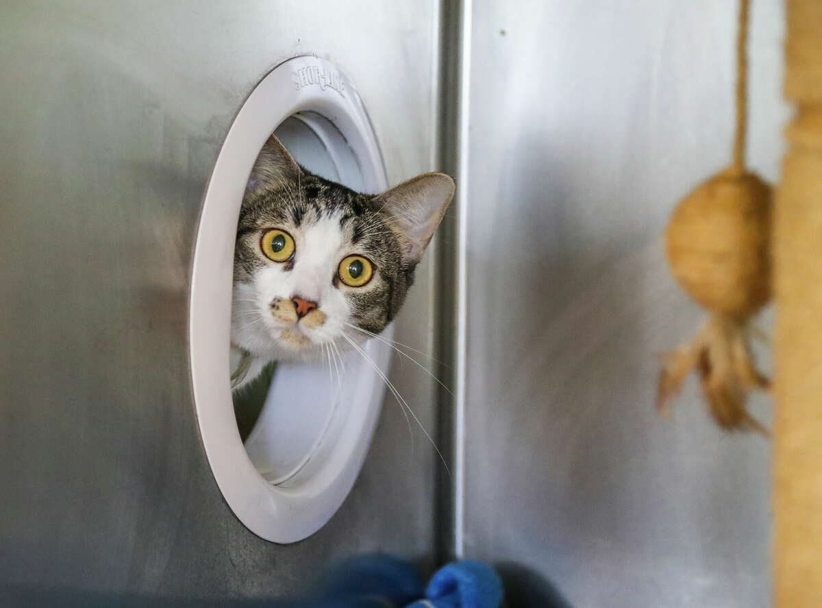 Clam Chowder (A1784651) is a male, 1 1/2-year-old brown and white tabby cat available for adoption from BARC Animal Shelter on Tuesday, May 3, 2022 in Houston. Clam Chowder says â Hiya! Iâm Clam Chowder. I love, love, love wet food and I will reach through the kennel bars to touch you until maybe you give me some! I am probably one of the most playful cats you will ever meet. I havenât come across a toy I donât like! I love to run laps up and down my kennel with my friend, Latte.â He is one of 126 cats total held since September 15, 2021, on a cruelty hold pending the outcome of the court proceedings. On Wednesday, September 15, 2021, BARC and HPDâs Major Offenders Animal Cruelty Unit executed a warrant for the seizure of 132 animals from a two-bedroom house in northwest Houston. The site was investigated pursuant to an anonymous tip to the Cruelty Taskforce website. The tip was dispatched to BARC to investigate because the location is within our jurisdiction. BARC worked jointly with the Houston Humane Society to care for the animals. HHS agreed to house 88 of the cats that were seized, and BARC housed 38 cats and 6 dogs from the seizure. These pets were held on a cruelty hold pending the outcome of the court proceedings.