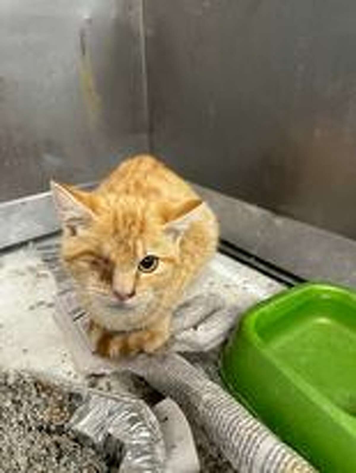 Local shelter animals to be available at adoption events this weekend