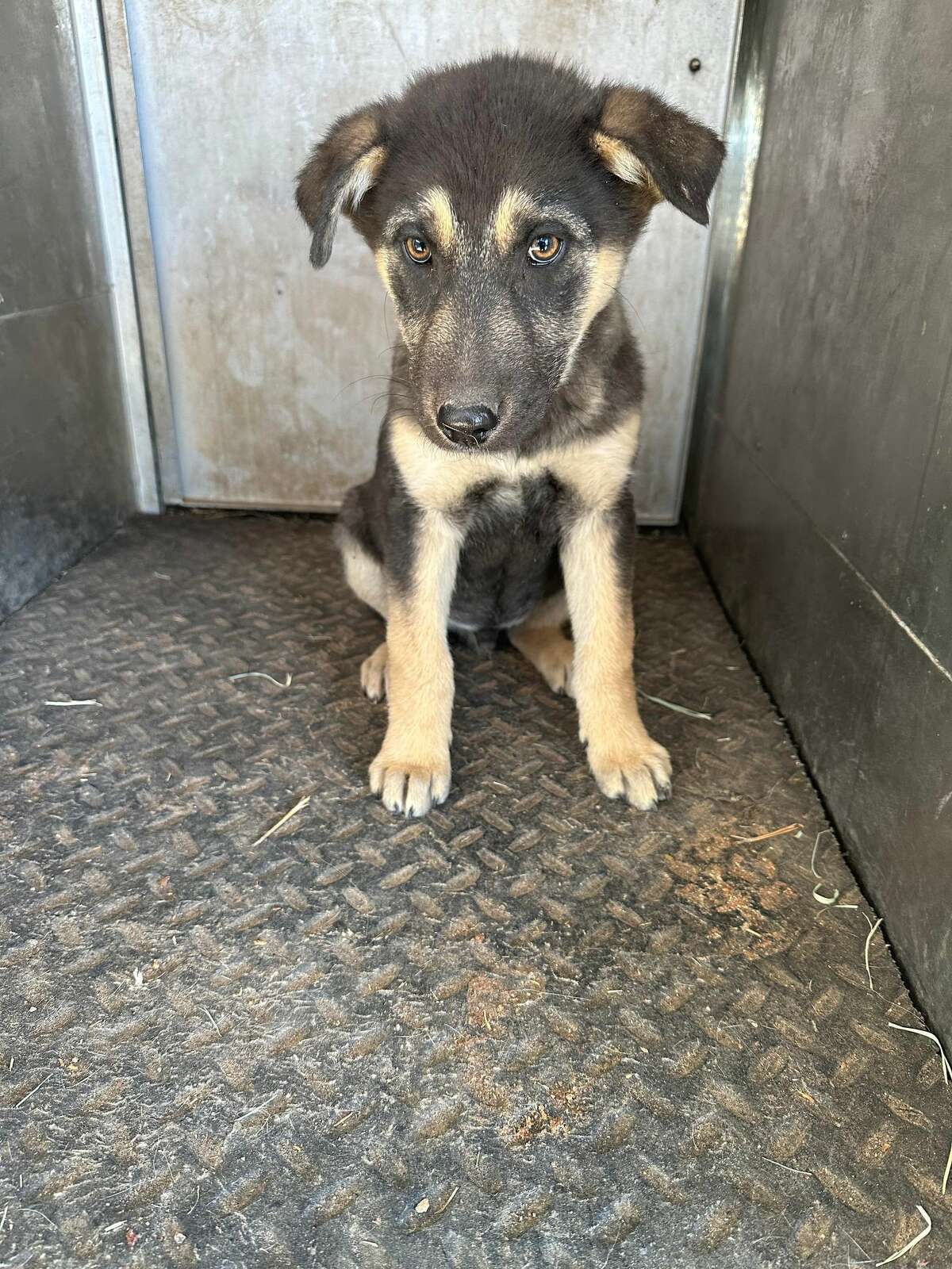 Local shelter animals to be available at adoption events this weekend