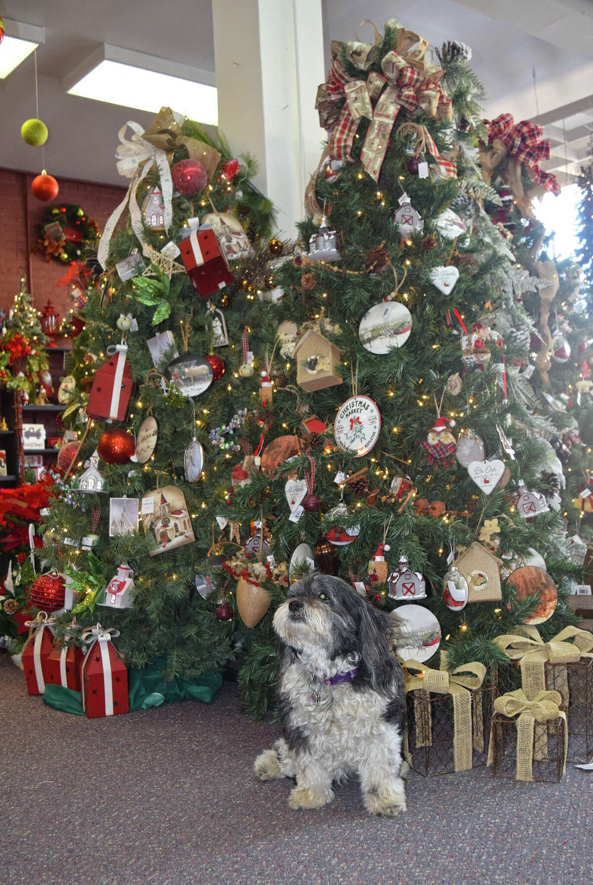 Ivy, a 13-year-old Lhasa Apso-cocker spaniel mix, sits underneath the Christmas trees at Flowers N More in Pittsfield. Owner Carla Black said Ivy has been a fixture of the store since she was 12 weeks old.