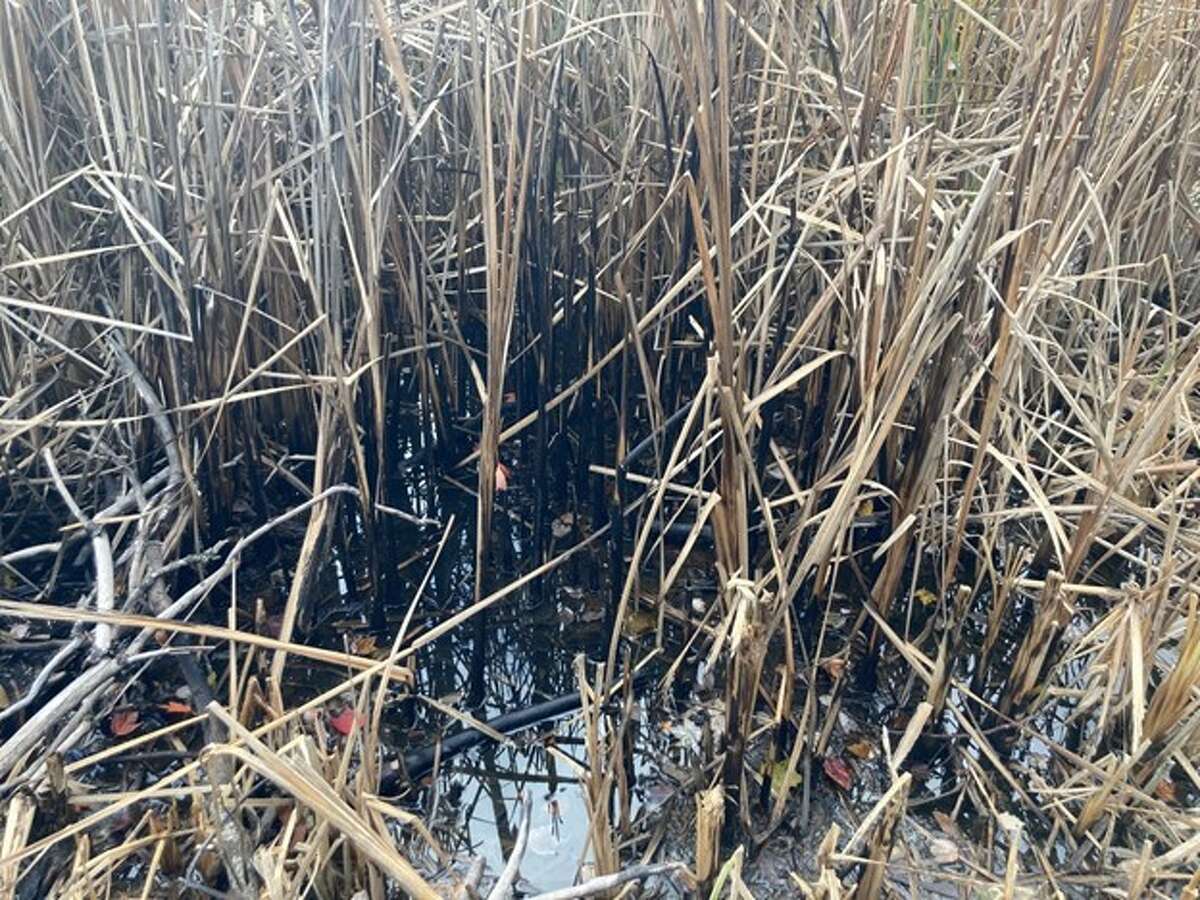 The state Department of Environmental Conservation investigated the use of fuel to eradicate cattails at a pond in Montgomery County this fall. 