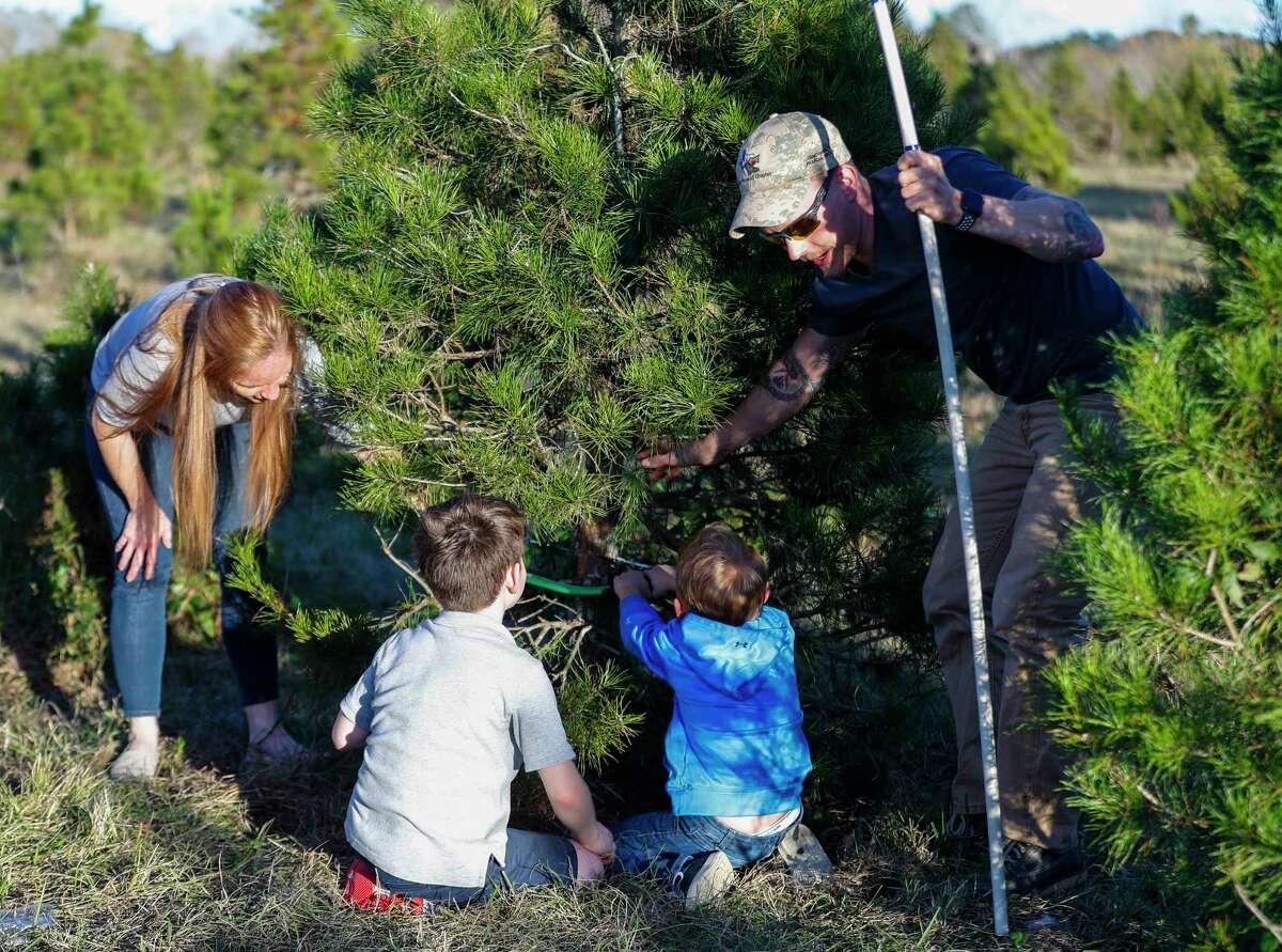 Want to cut your own Christmas tree? Here are helpful tips