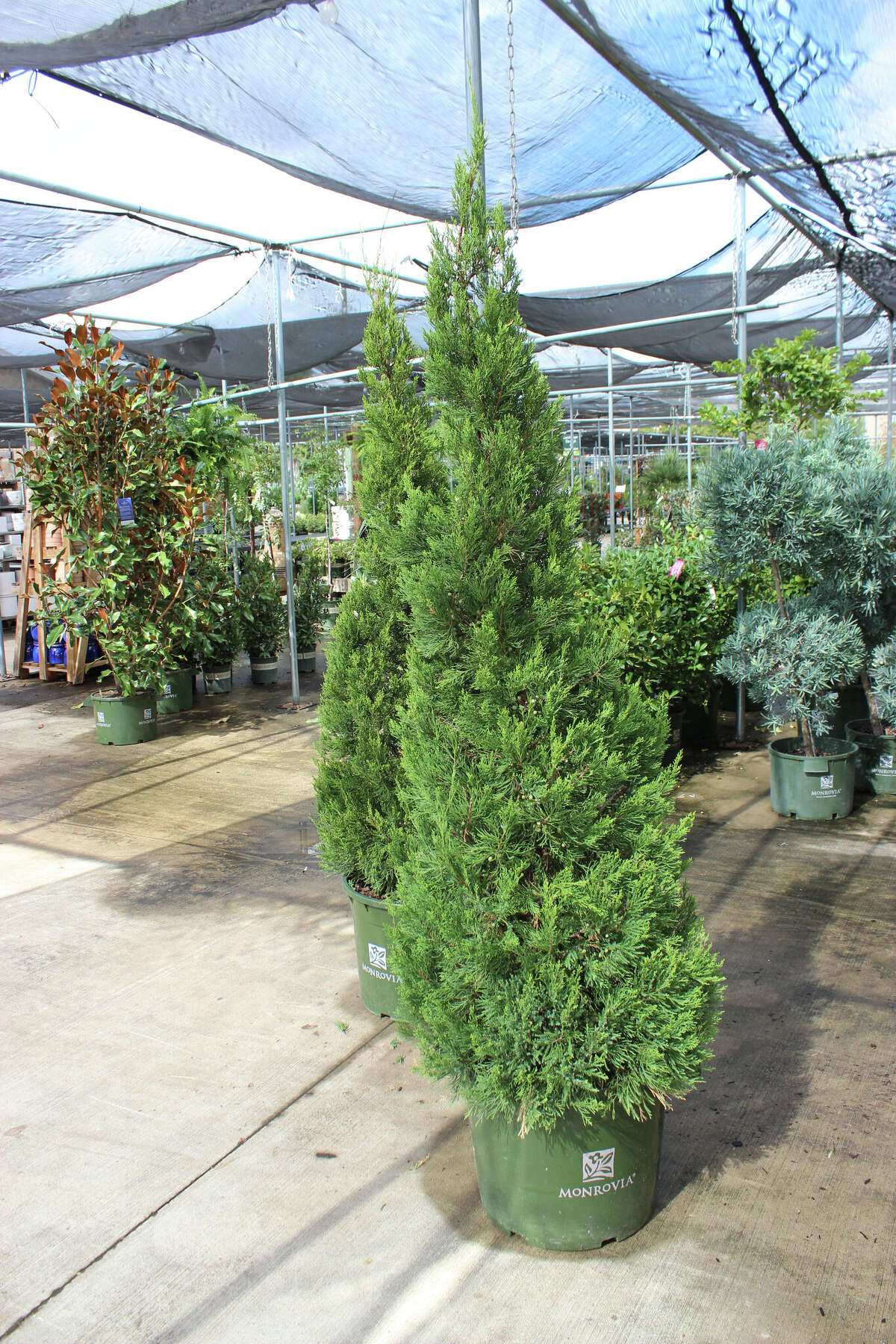 Want to cut your own Christmas tree? Here are helpful tips