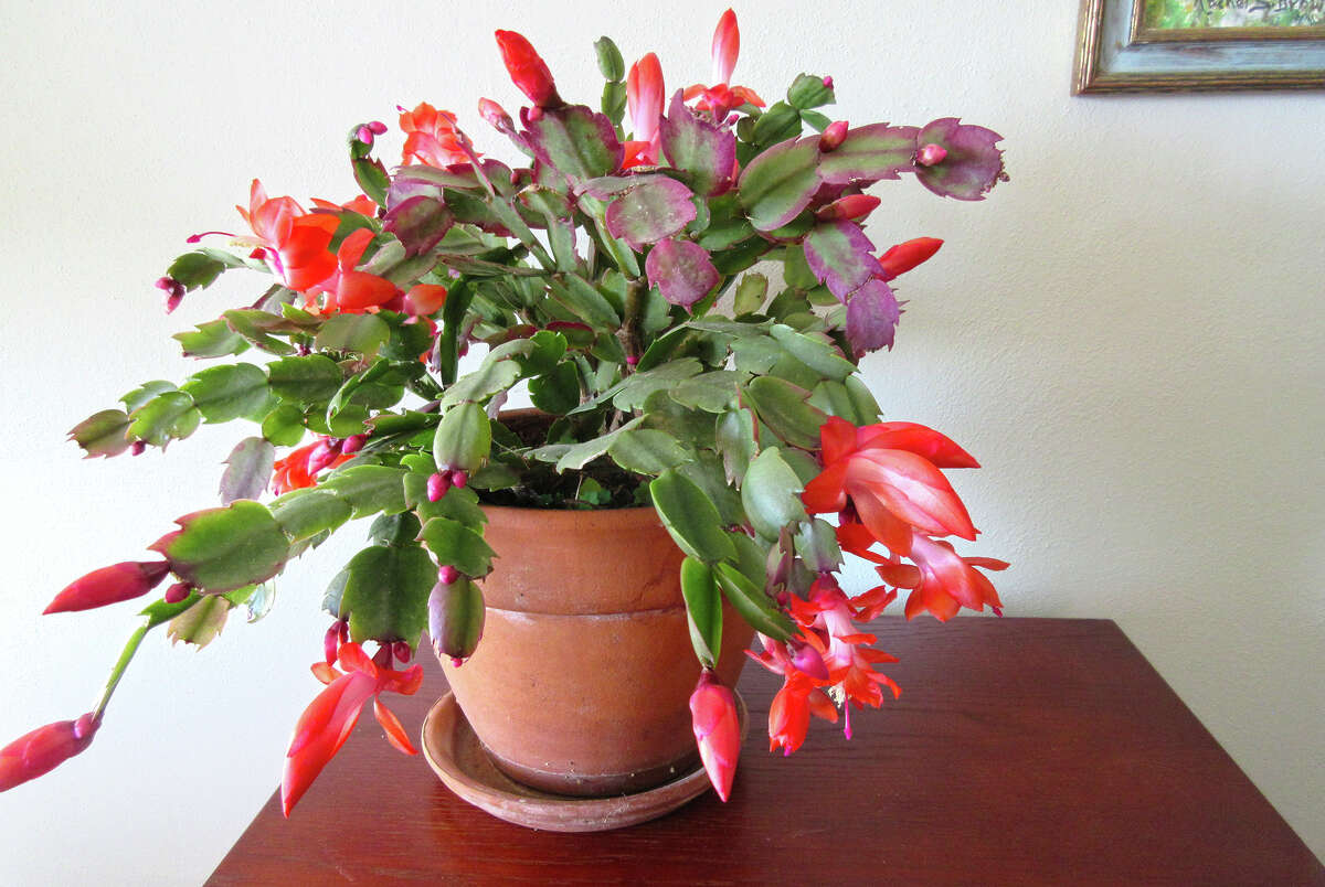 Reader Alice Dodson's holiday cactus bloomed right on time for the Thanksgiving holiday.
