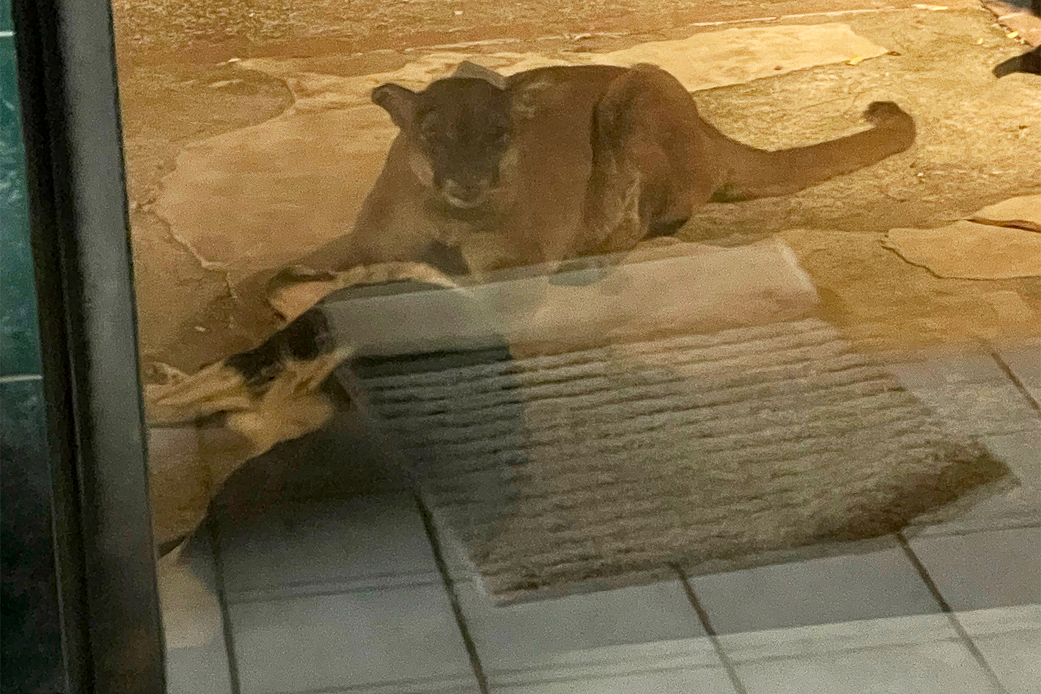 Shock': Mountain lion enters Bay Area home, drags dog outside