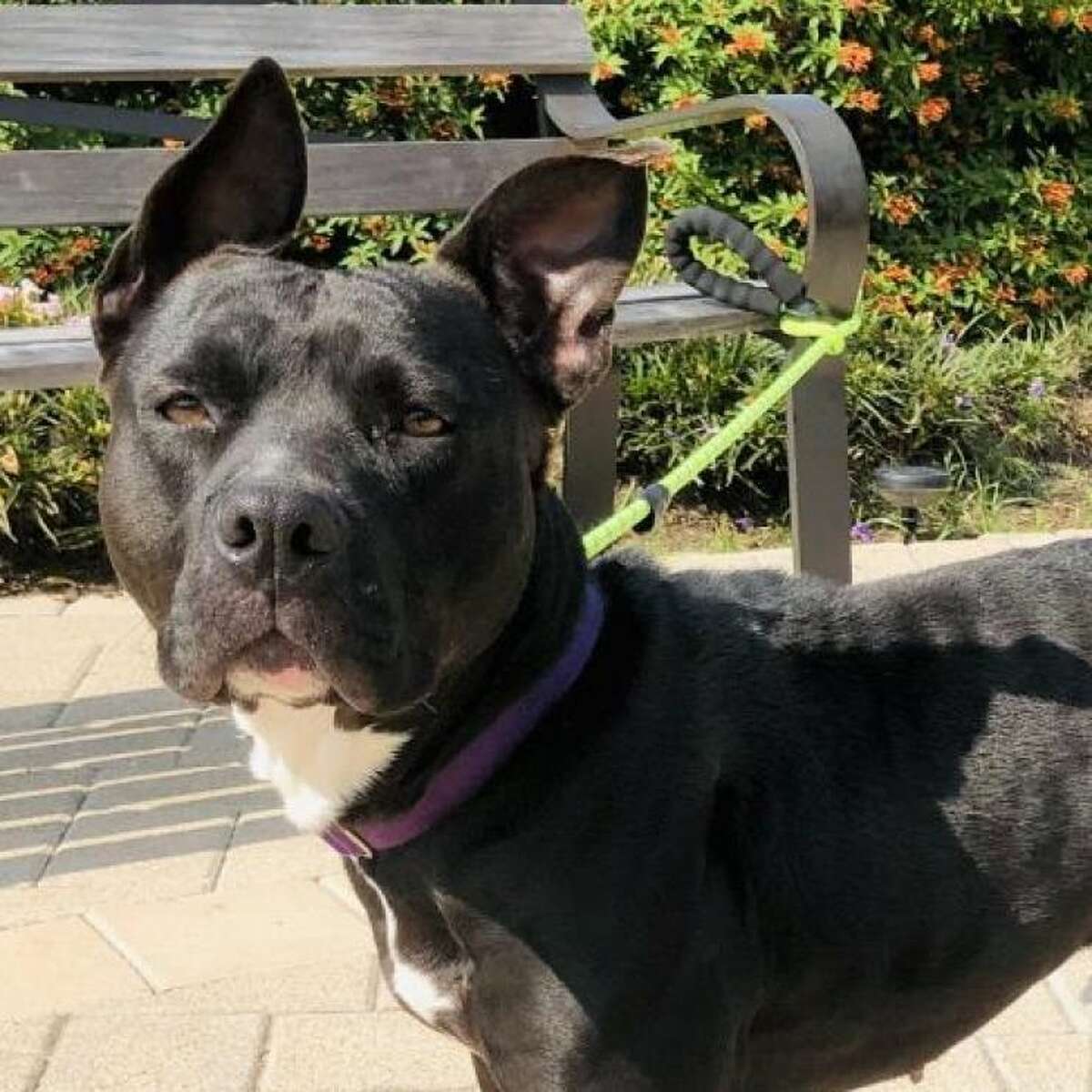Mandy es todo oídos en el Centro de Adopción y Bienestar Animal de League City