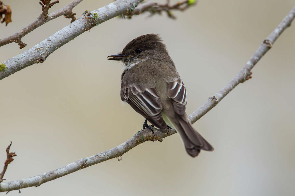 Eastern phoebe are lackluster with a chocolate-colored head, tail, wings, and back. Photo Credit: Kathy Adams Clark. Restricted use.