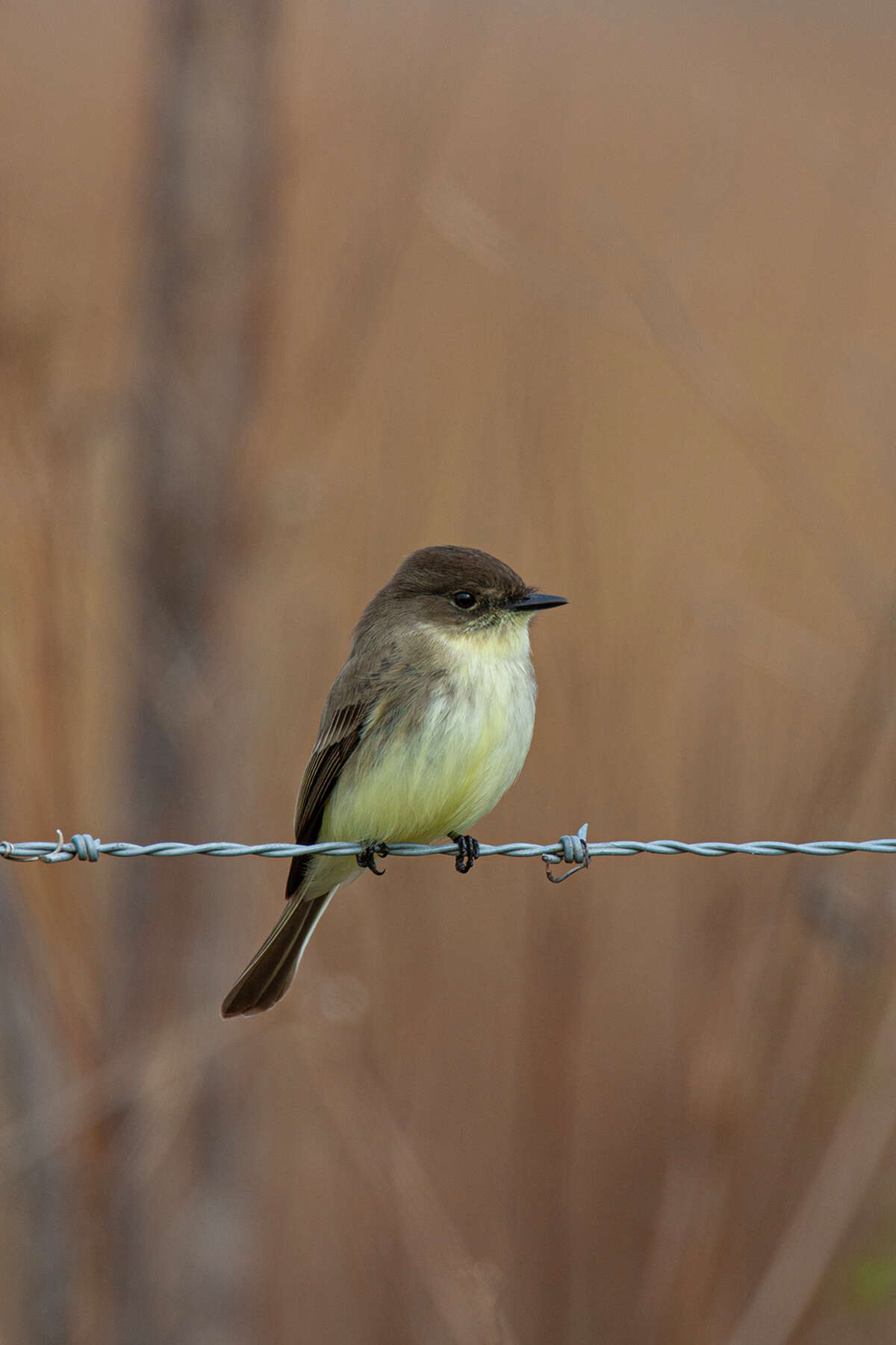 Eastern phoebe are a winter migrant to the Houston area but resident in the Texas Hill Country or North Central Texas. Photo Credit: Kathy Adams Clark. Restricted use.