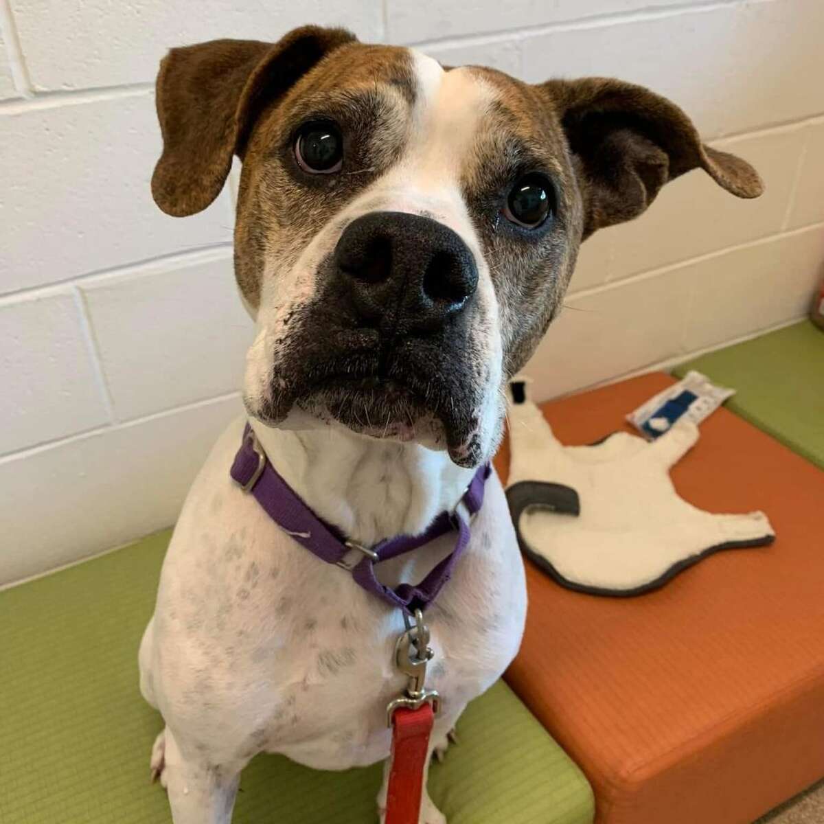 Fonzi, que pronto cumplirá 10 años en el Centro de Adopción y Cuidado de Animales de League City, es conocido por el personal por su