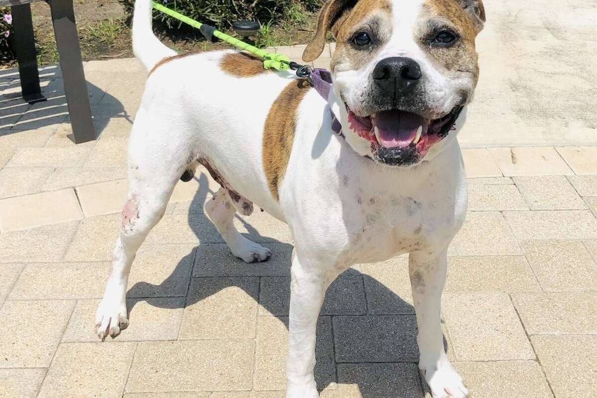 Story photo for Looking to adopt a pet? These dogs have had the longest shelter stays in Houston