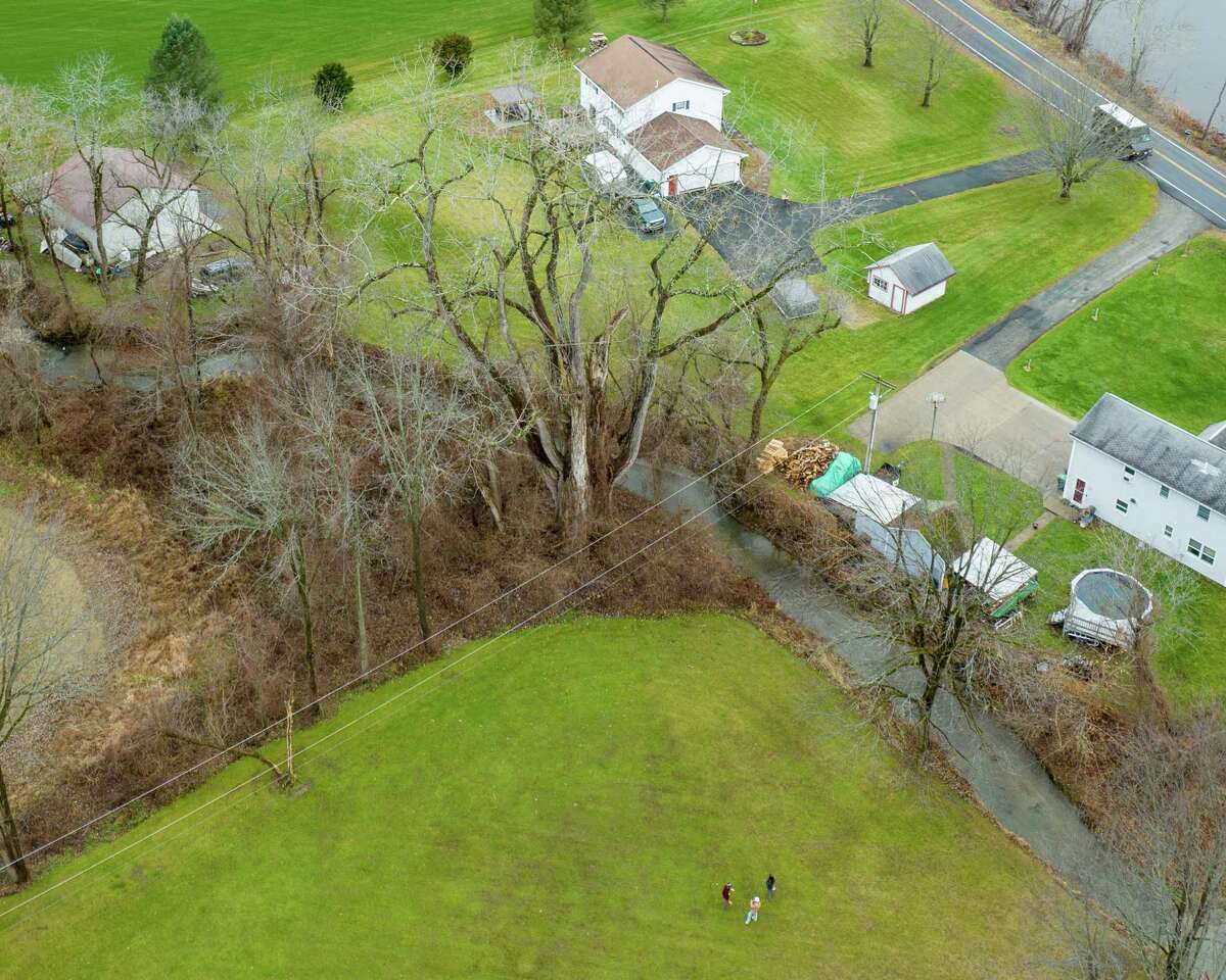 New York's largest documented tree discovered in Schaghticoke