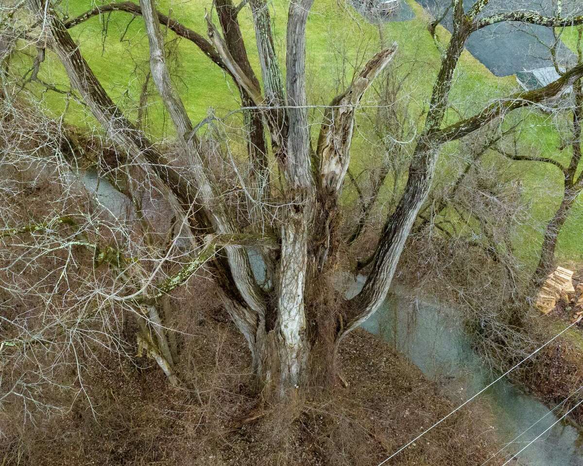 New York's largest documented tree discovered in Schaghticoke