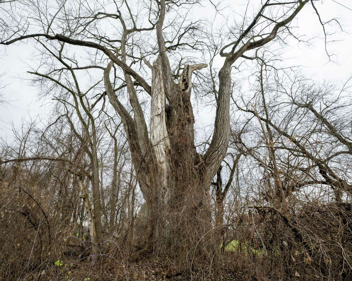 New York's largest documented tree discovered in Schaghticoke