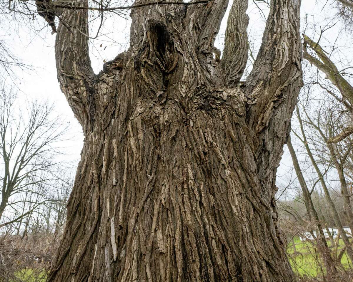 New York's largest documented tree discovered in Schaghticoke