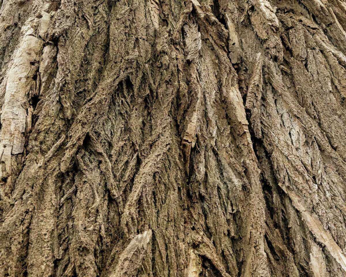 New York's largest documented tree discovered in Schaghticoke