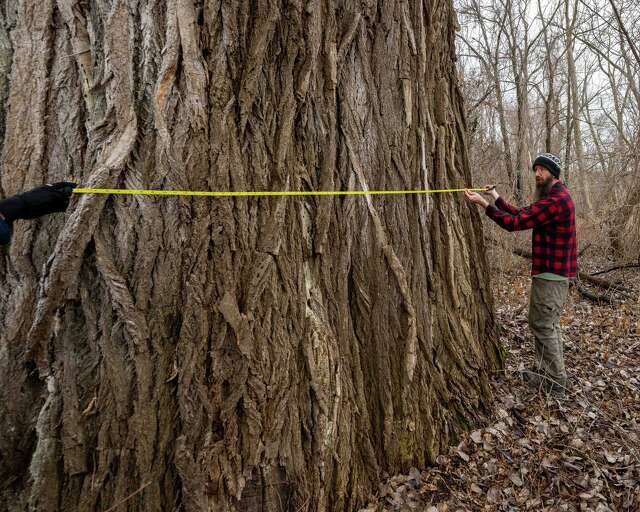 New York's largest documented tree discovered in Schaghticoke