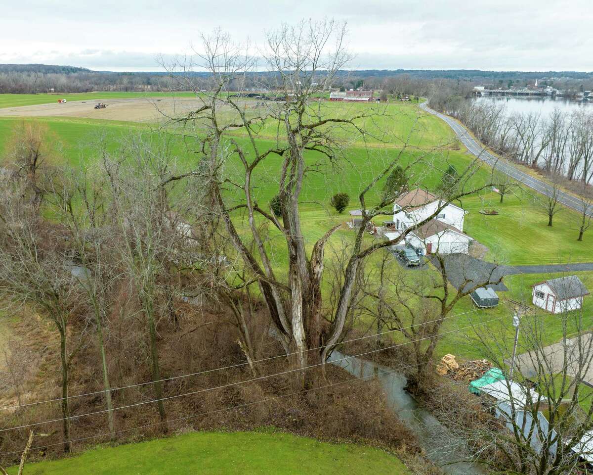 New York's largest documented tree discovered in Schaghticoke