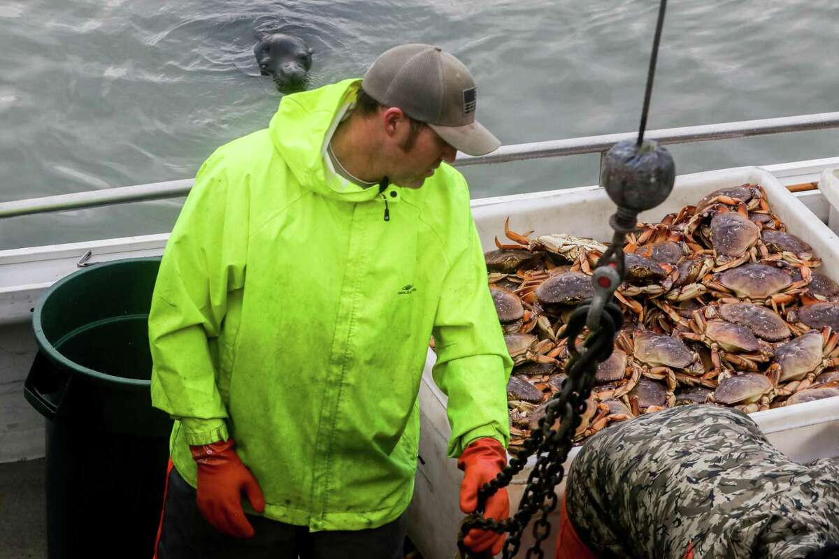 上个季节，在旧金山45号码头，家族海鲜批发公司Pezzolo seafood附近，一只海狮靠近一艘装满邓杰内斯蟹的渔船，船员们正在卸货。