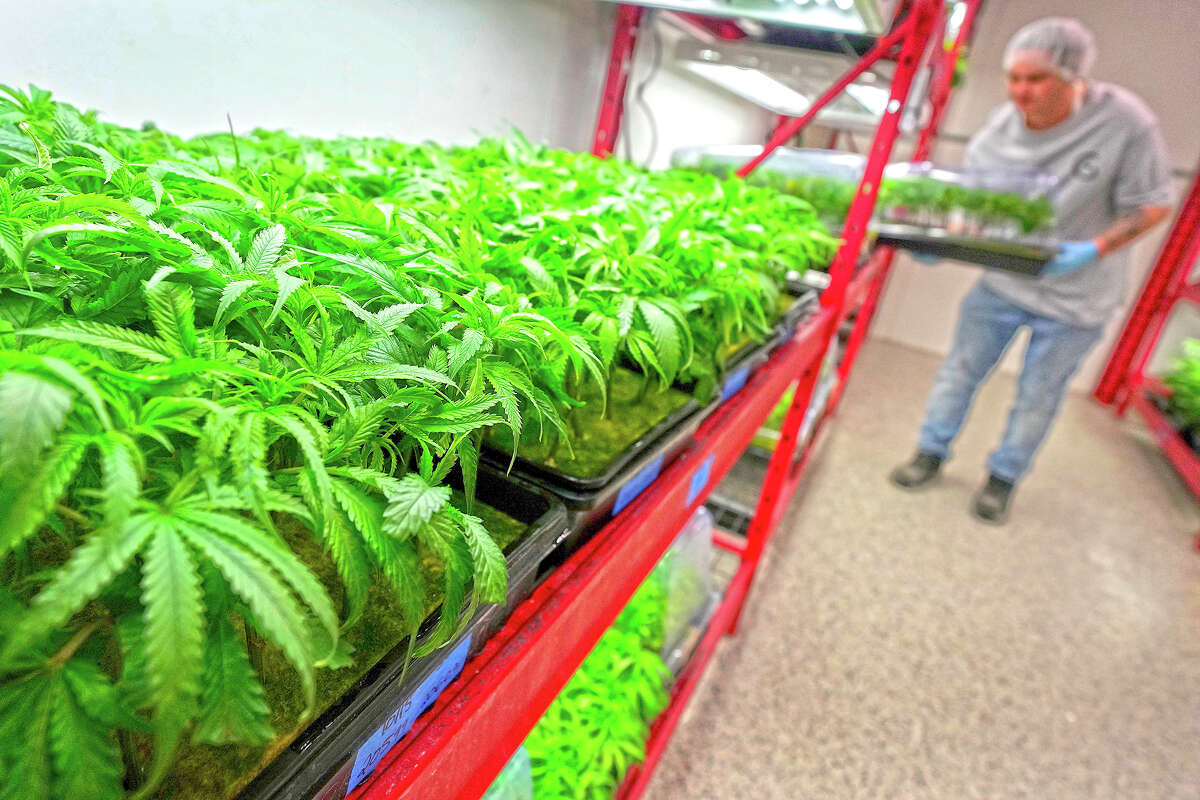 Michael Stonebarger sorts young cannabis plants at a marijuana farm in Grandview, Missouri.