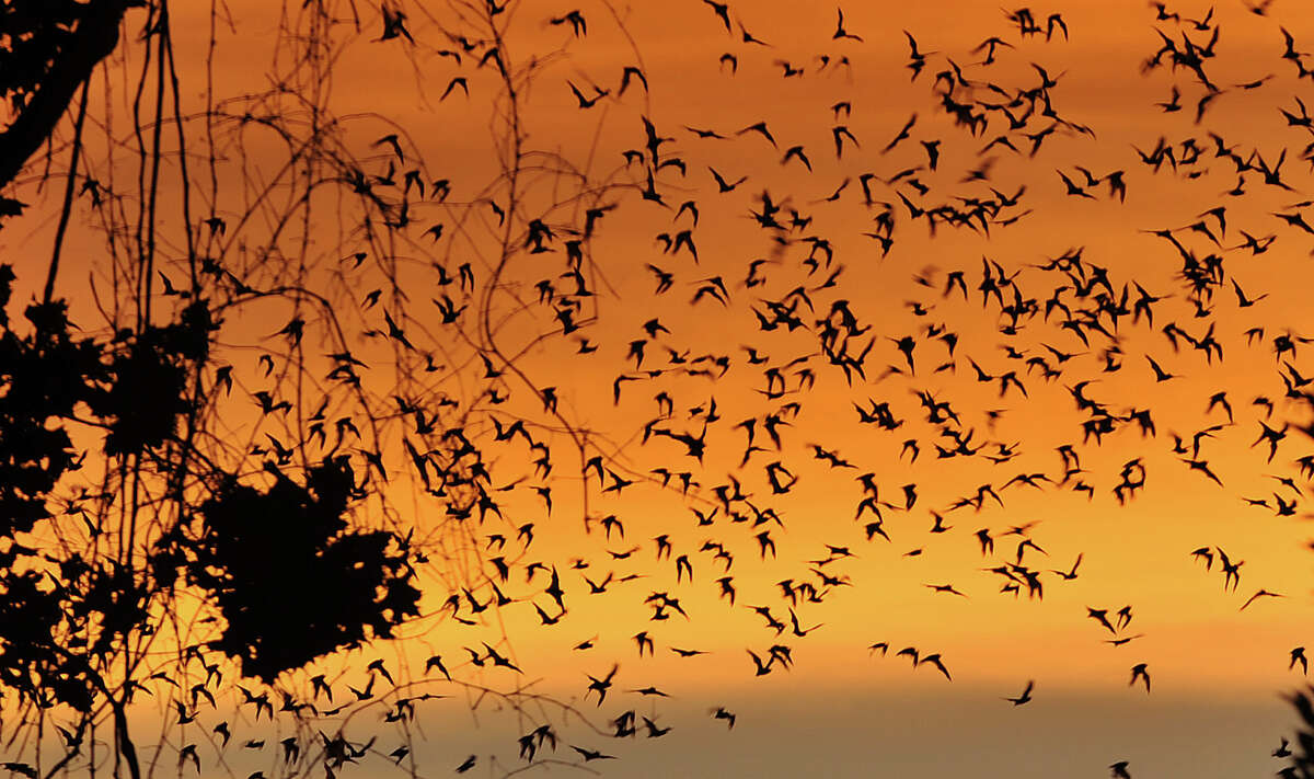 There is a year-round bat population at Houston's Waugh Drive Bridge in Buffalo Bayou Park in Houston, Texas. The largest bat emergences are during the summer and fall.