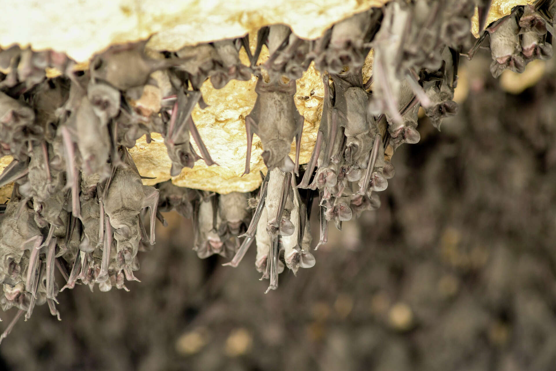 The best spots in Texas for bat watching