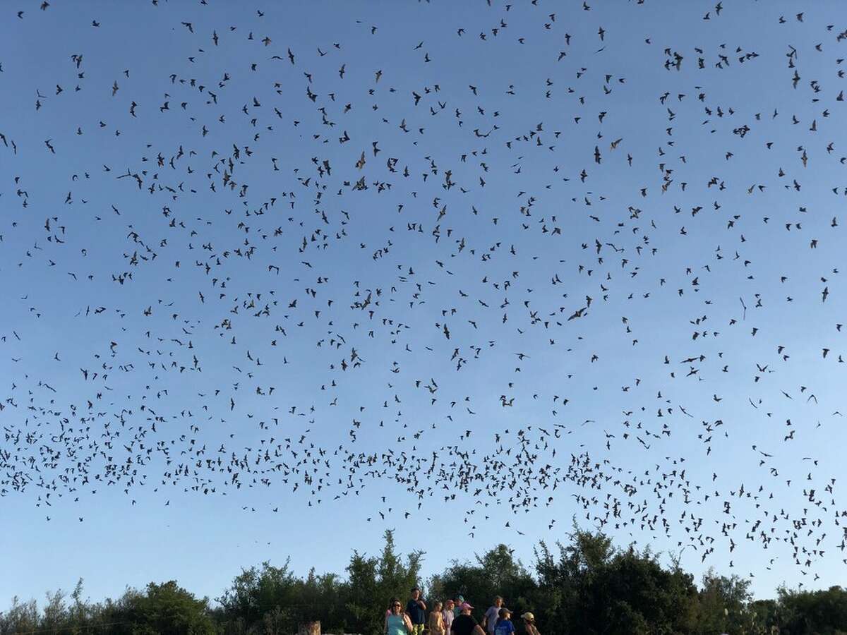 The best spots in Texas for bat watching