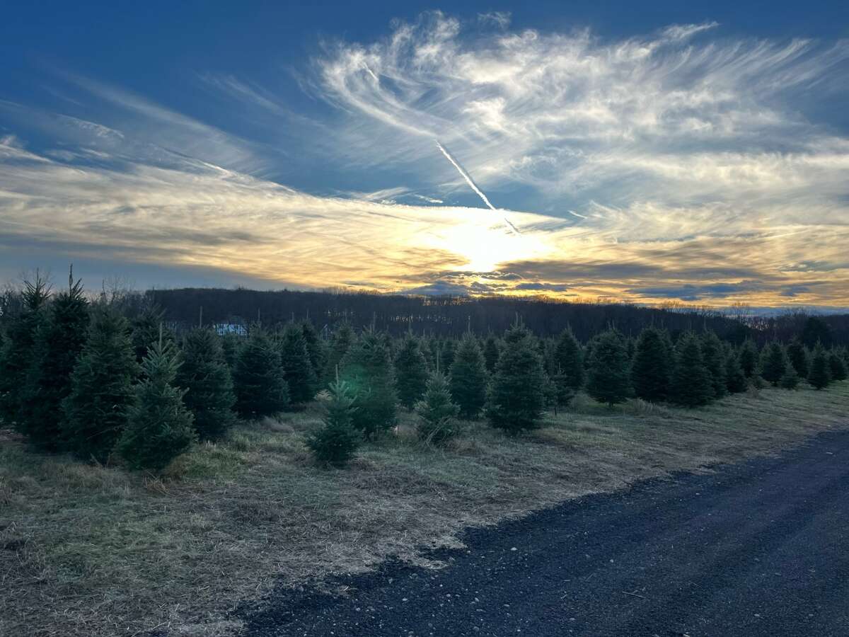 Are Christmas trees more expensive in CT and the U.S. this year?