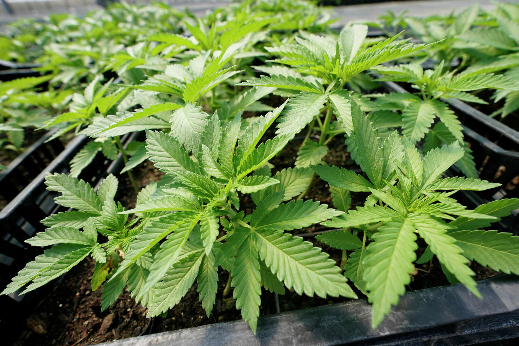 CT cannabis businesses could see some tax relief