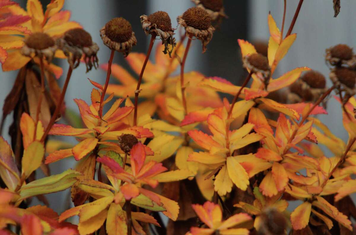 Colors of fall still hang on on some plants at Czecik Marina Park in Stamford, Conn.