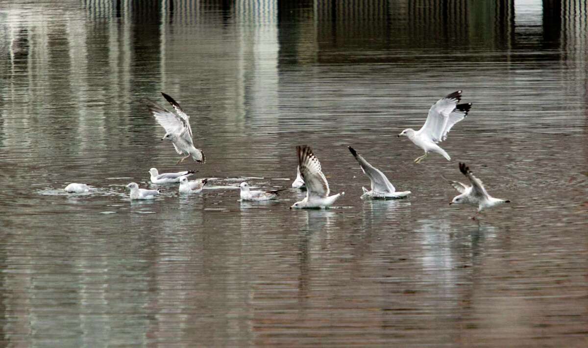 Seagulls land in the East Branch waterway looking from Czecik Marina Park in Stamford, Conn22.