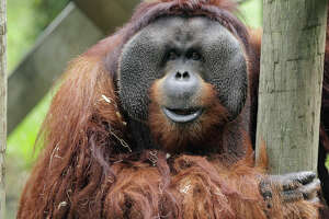 Rudi Valentino, the Houston Zoo's male orangutan, turns 45