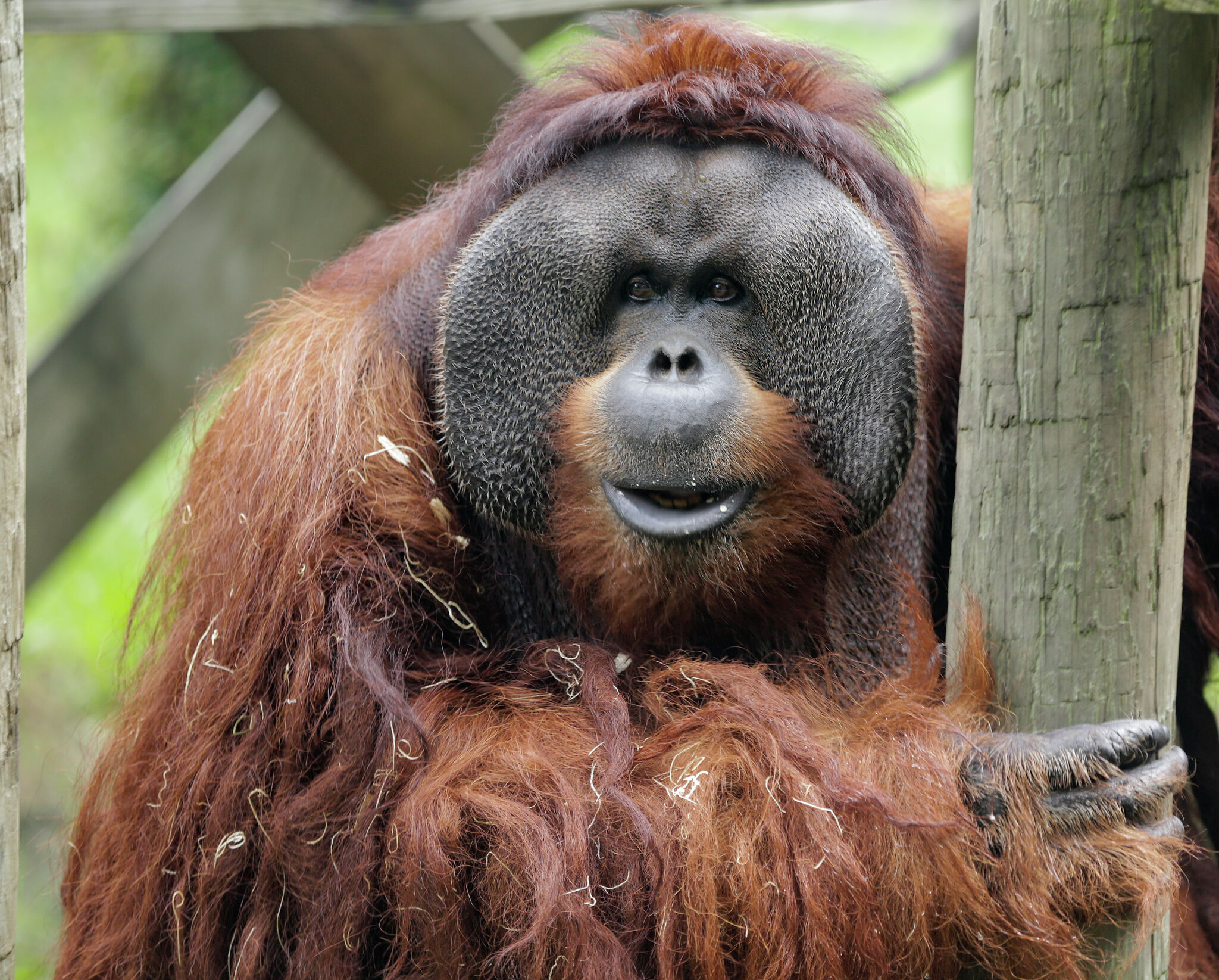 Rudi the Houston Zoo's male orangutan, turns 45