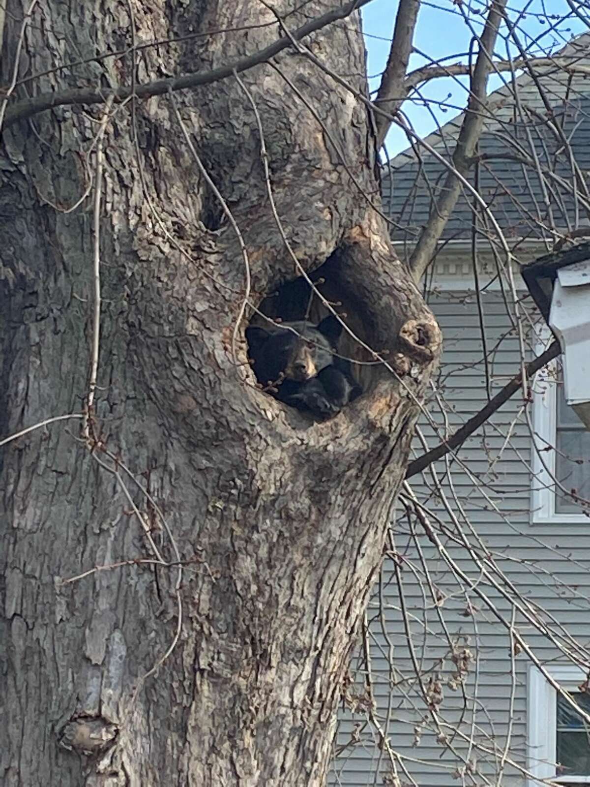 The bear has been in the tree for at least the last six weeks, neighbors said.