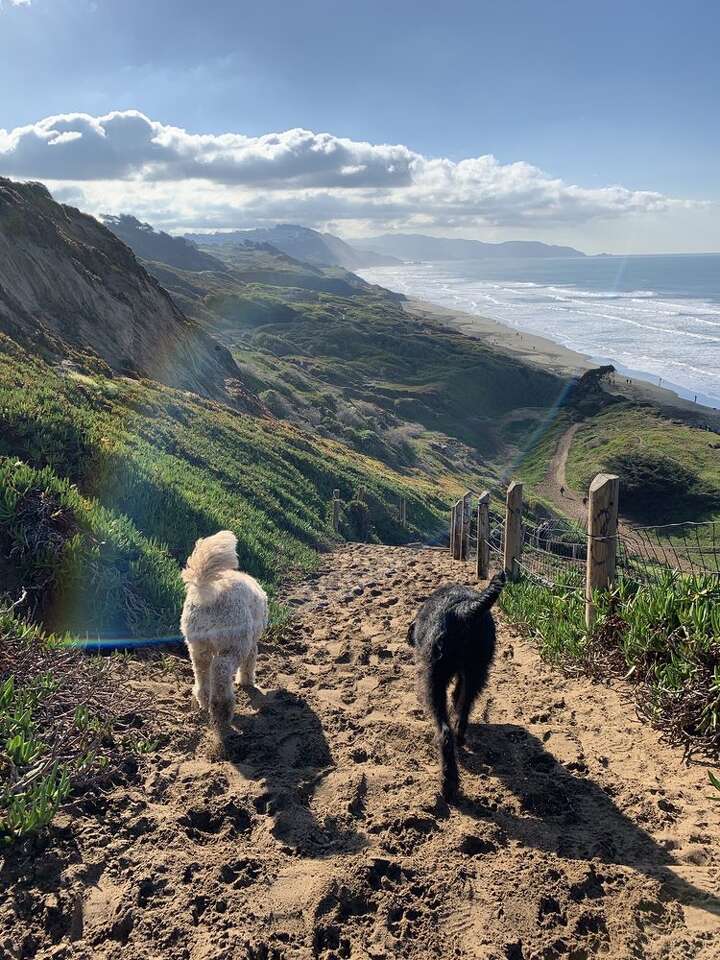 7 best off-leash dog parks in San Francisco