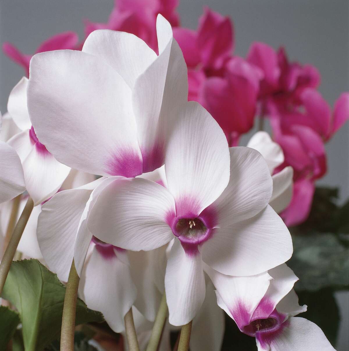 Cyclamen makes a great choice for an indoor plant. They produce beautiful blooms but also are low cost and low maintenance.