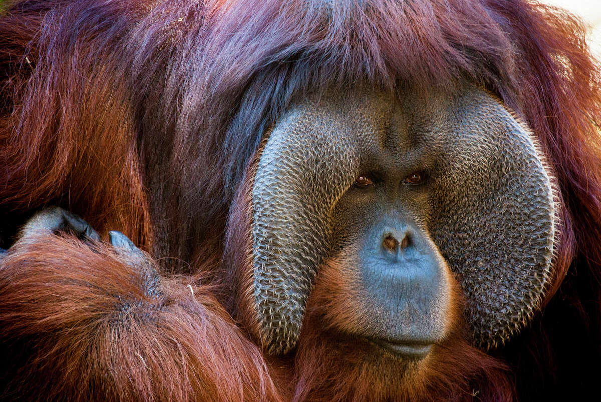 Zoo orangutan Rudi 45th birthday
