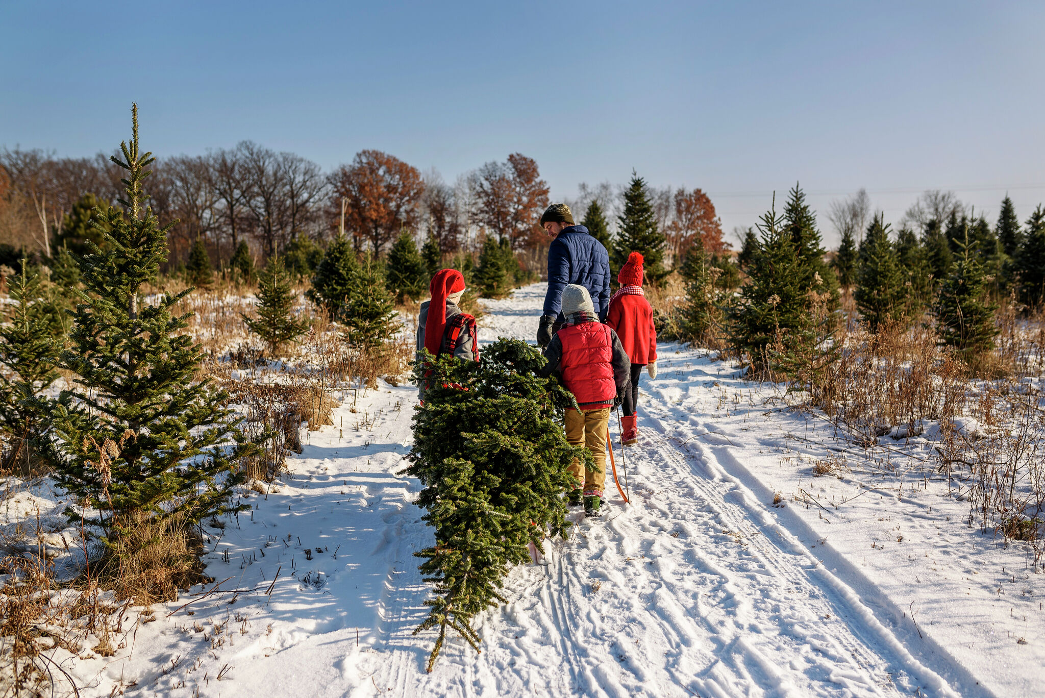 christmas-trees-near-me-best-christmas-trees-for-sale-in-michigan
